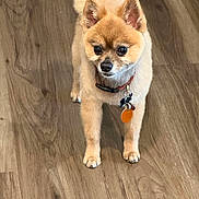 Teddy is registered to the contest to win money with this photo: adorable, alert, animal, brown, collar, companion, curious, cute, dog, ears, fluffy, friendly, fur, indoor, paw, pet, small_dog, standing, tag, wooden_floor