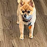adorable, alert, animal, brown, collar, companion, curious, cute, dog, ears, fluffy, friendly, fur, indoor, paw, pet, small_dog, standing, tag, wooden_floor