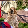 canine, curly_fur, daytime, dog, fence, fur, garden, gate, golden_retriever, grass, gravel, greenery, jacket, nature, outdoor, person_partial, pet, relaxed, shadow, sunlight