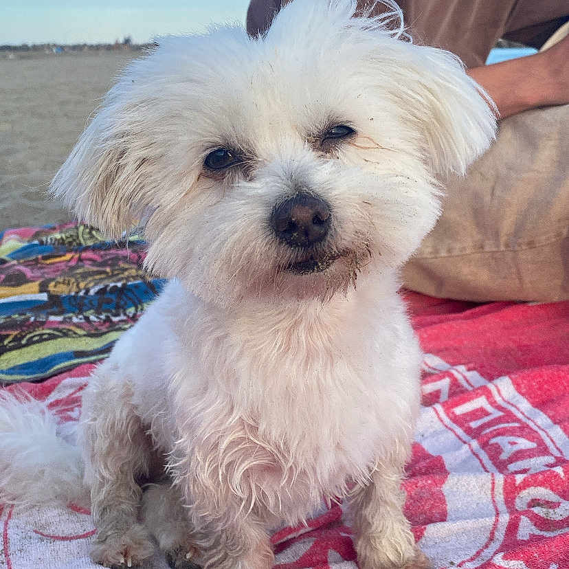 Chipy participe au concours pour gagner de l'argent avec cette photo : adult, animal, ankle, blanket, bodypart, canine, dog, eskimodog, head, homedecor, linen, male, man, person, pet, poodle, puppy, terrier, towel, whitedog