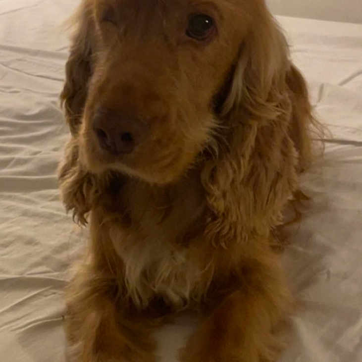 Ruby a rejoint le concours — aidez-le/la à gagner de superbes lots ! animal, canine, cockerspaniel, dog, papillon, pet, puppy, snout