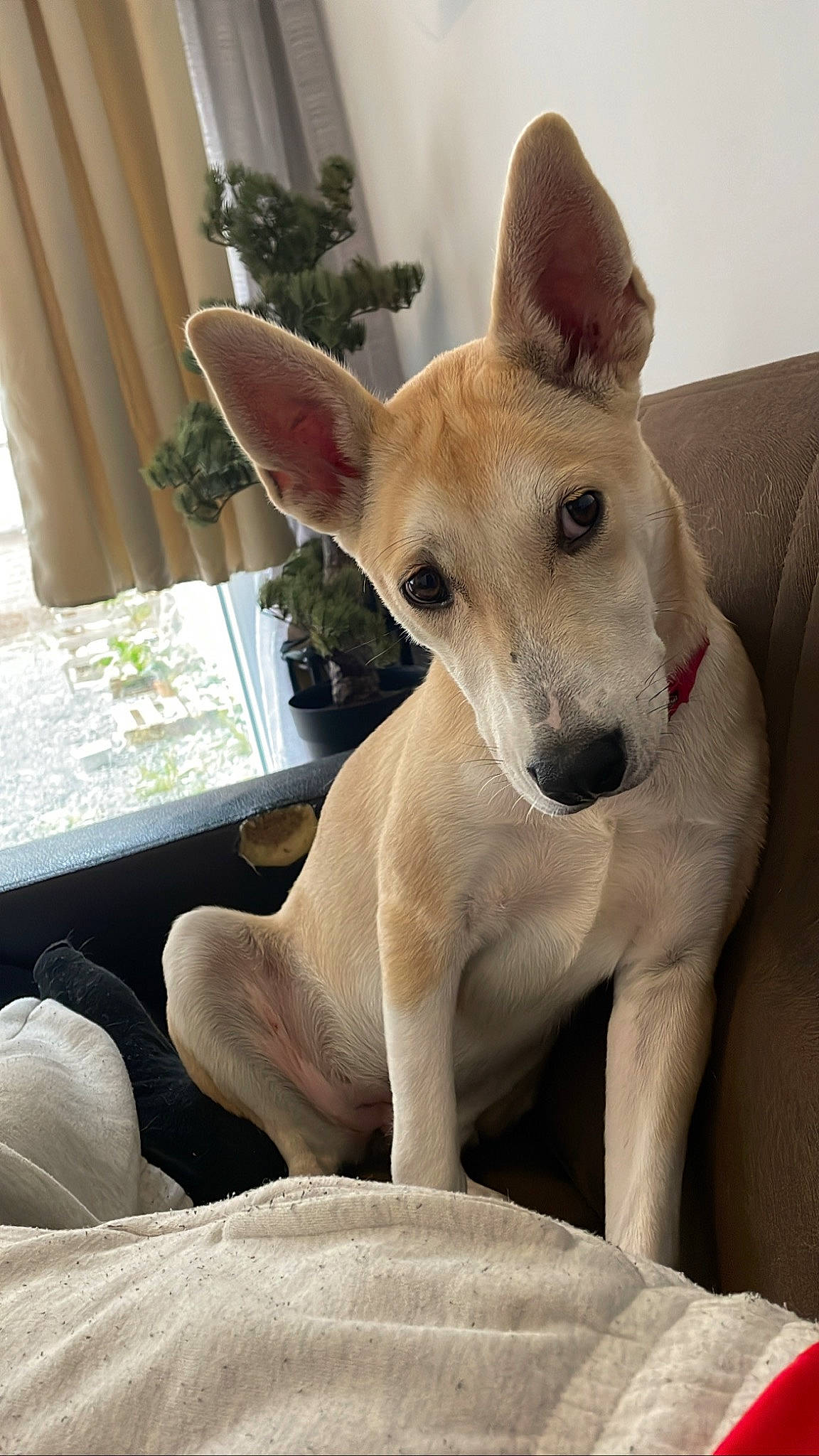 Haru participe au concours pour gagner de l'argent avec cette photo : canidae, carnivore, collar, comfort, companion_dog, curtain, dog, dog_breed, fawn, houseplant, non_sporting_group, paw, plant, snout, sporting_group, tail, whiskers, window, wood, working_animal