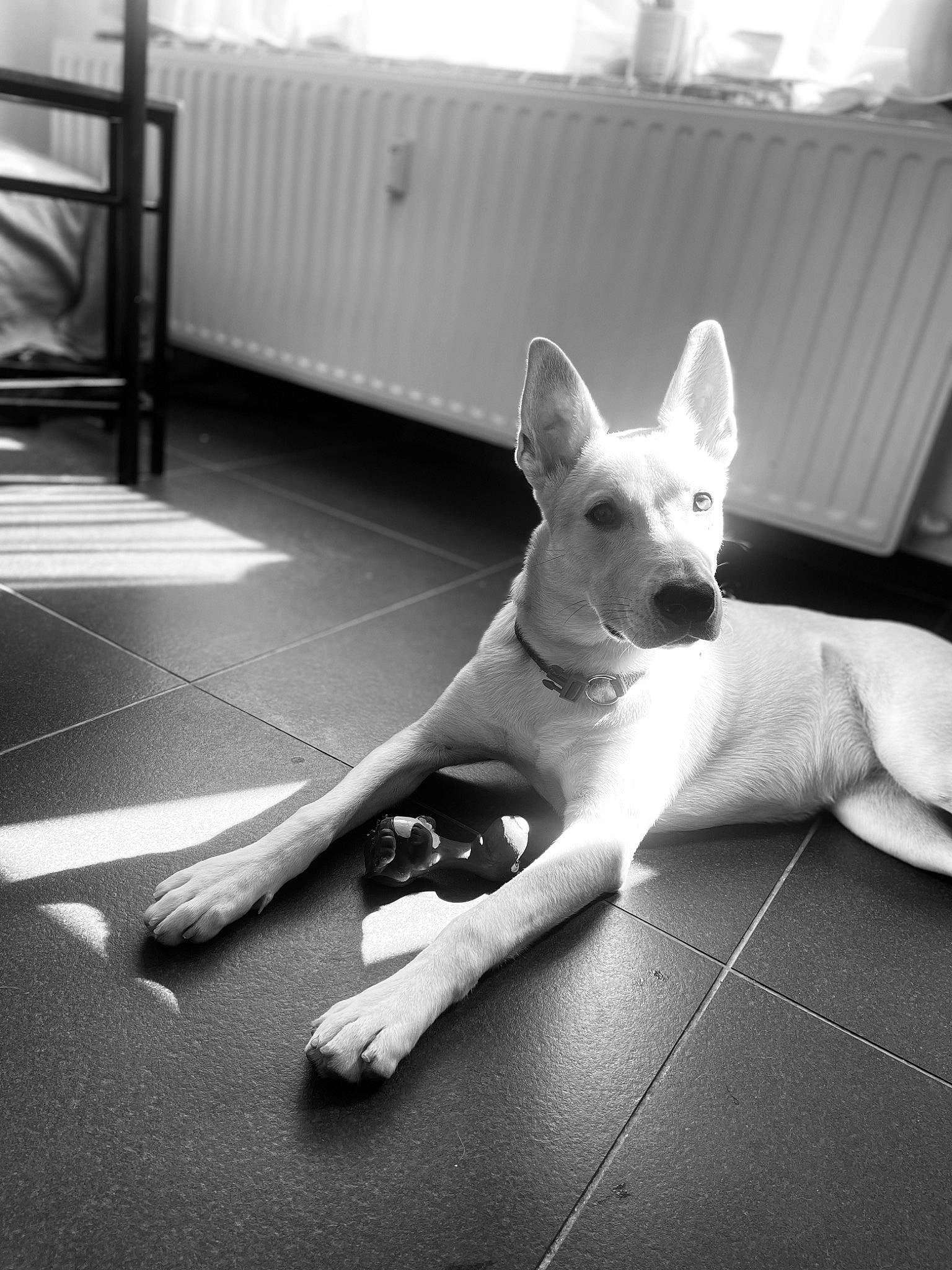 Haru a rejoint le concours — aidez-le/la à gagner de superbes lots ! black_and_white, carnivore, comfort, companion_dog, dog, dog_breed, fawn, floor, flooring, foot, grey, human_leg, monochrome, monochrome_photography, paw, snout, sporting_group, style, tail, whiskers