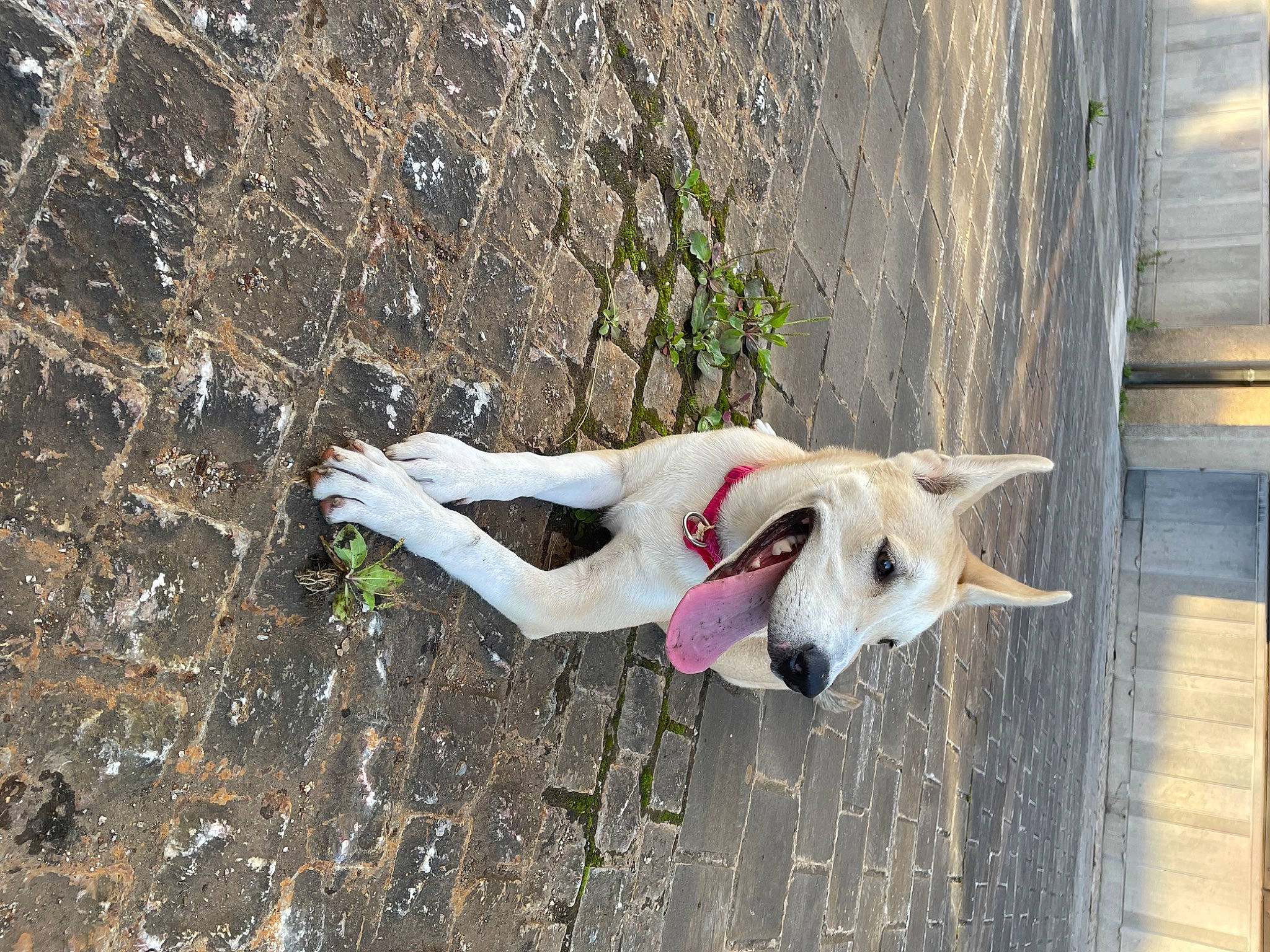 Haru participe au concours pour gagner de l'argent avec cette photo : canidae, carmine, carnivore, collar, companion_dog, dog, dog_breed, dog_collar, dog_supply, fawn, fur, leash, non_sporting_group, road_surface, shadow, sidewalk, sporting_group, tail, wood, working_animal