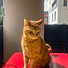animal, cat, contemplative, daylight, domestic_cat, feline, fur, indoor, modern, orange_tabby, pet, plant, quiet, red_table, shadow, sitting, sunlight, urban, whiskers, window