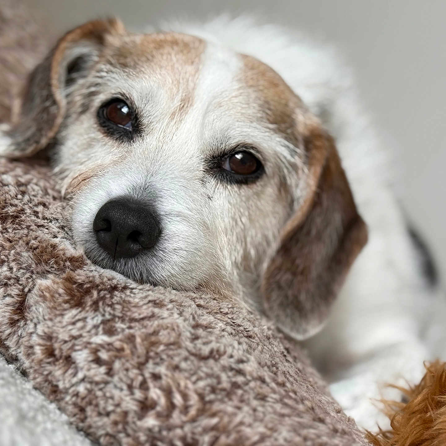 Beagle is registered to the contest to win money with this photo: animal, blanket, brown, calm, close_up, cozy, cute, dog, ears, furry, indoor, nose, pet, portrait, relaxation, resting, sleepy, soft_texture, whiskers, white