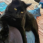 Ominous Allen joined the competition — help win amazing prizes! black_cat, cat, pet, yellow_eyes, lap, jeans, person, bed, blanket, furniture, dresser, indoor, resting, cozy, animal, fur, whiskers, clothing, relaxing, home