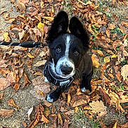 Boston a rejoint le concours — aidez-le/la à gagner de superbes lots ! dog, puppy, black_and_white, border_collie, outdoor, autumn, fallen_leaves, forest_floor, grass, dirt_path, harness, leash, fluffy, ears, white_markings, blue_eyes, brown_eyes, looking_up, portrait, pet