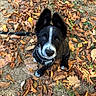 dog, puppy, black_and_white, border_collie, outdoor, autumn, fallen_leaves, forest_floor, grass, dirt_path, harness, leash, fluffy, ears, white_markings, blue_eyes, brown_eyes, looking_up, portrait, pet