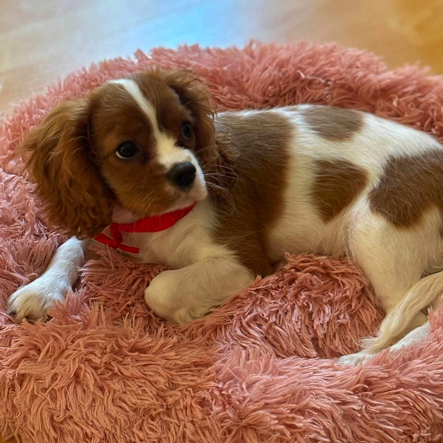 Belle is registered to the contest to win money with this photo: animal, canine, cockerspaniel, dog, dogbed, homedecor, hound, papillon, pet, puppy
