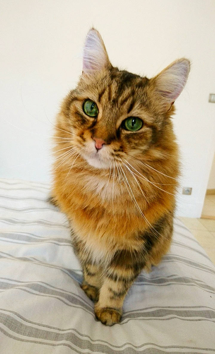 Fluffy participe au concours pour gagner de l'argent avec cette photo : carnivore, cat, claw, domestic_short_haired_cat, eye, fawn, felidae, fur, hair, head, paw, siberian, small_to_medium_sized_cats, snout, somali, tail, terrestrial_animal, whiskers, wildlife, wood