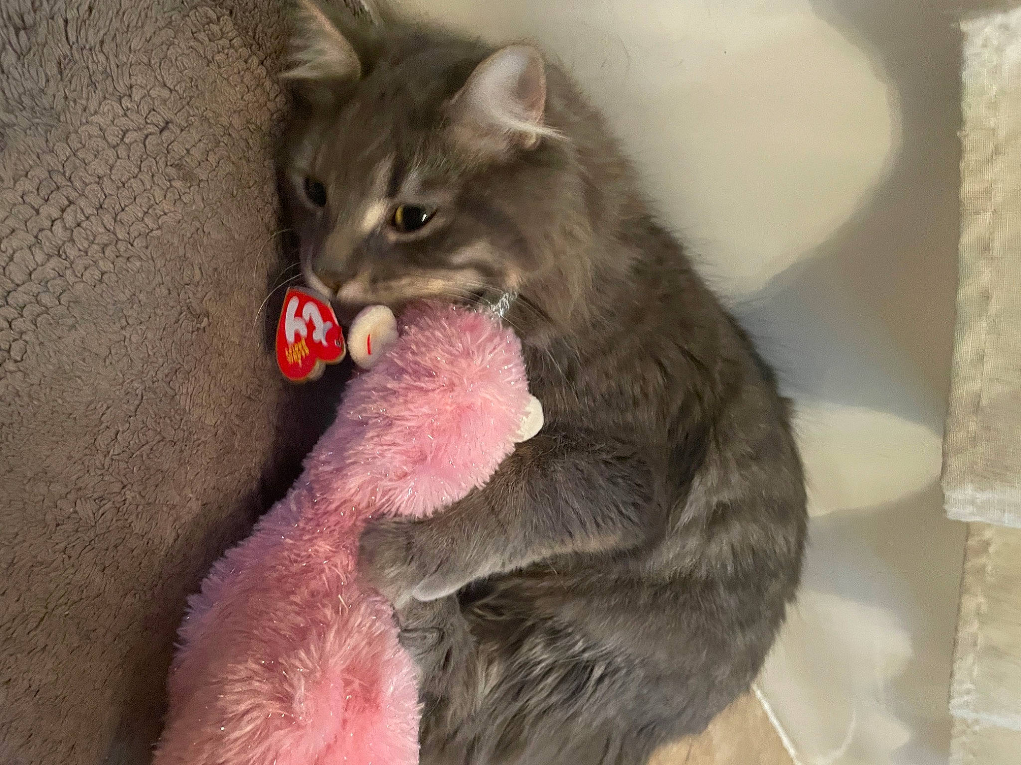 Rascal is registered to the contest to win money with this photo: carnivore, cat, cat_toy, chartreux, claw, domestic_short_haired_cat, fang, felidae, fur, gesture, grey, paw, russian_blue, small_to_medium_sized_cats, snout, tail, terrestrial_animal, whiskers, yawn