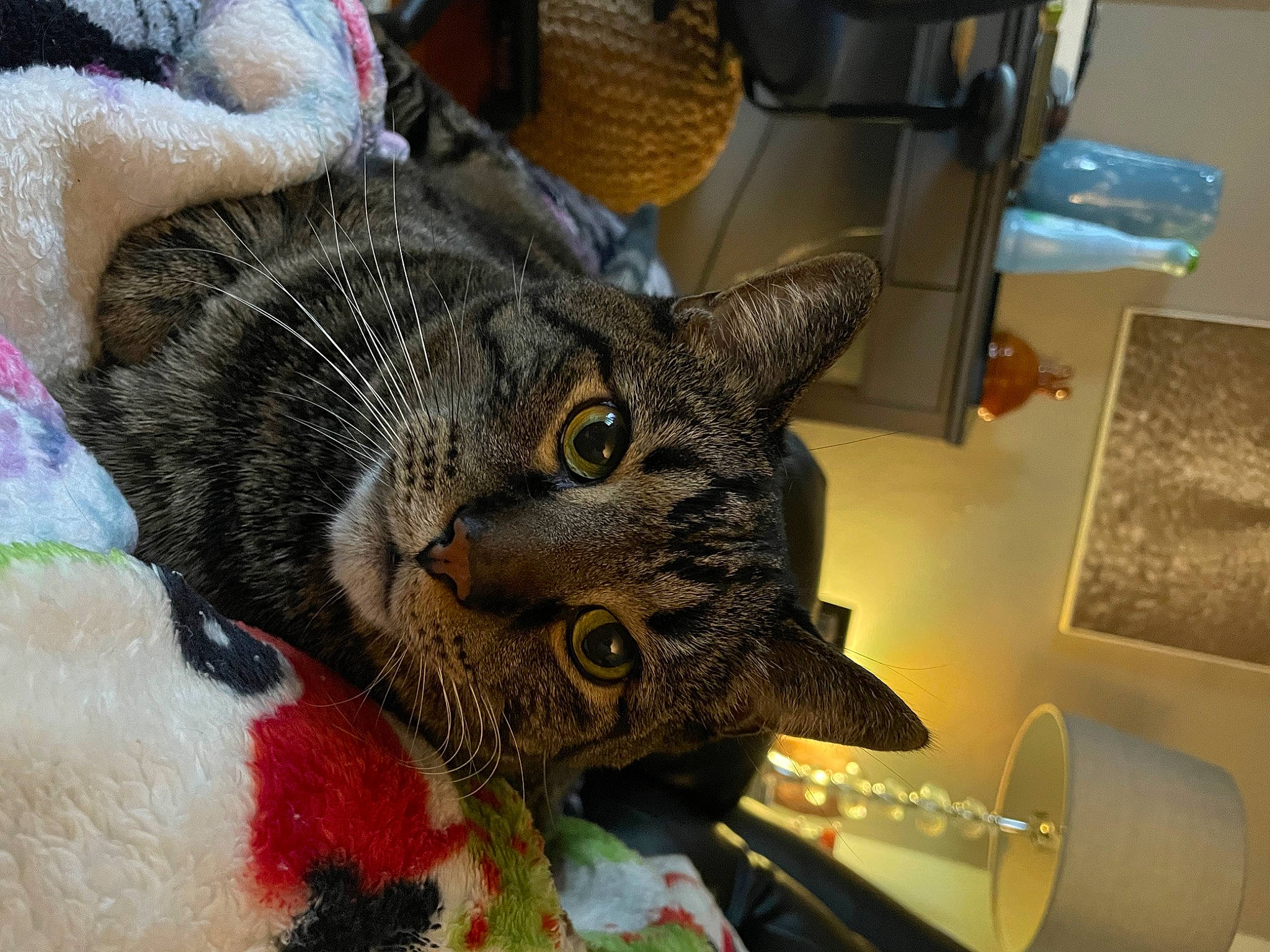 Dewey is registered to the contest to win money with this photo: art, carnivore, cat, claw, collar, domestic_short_haired_cat, ear, felidae, fur, paw, plant, small_to_medium_sized_cats, snout, tail, tree, whiskers