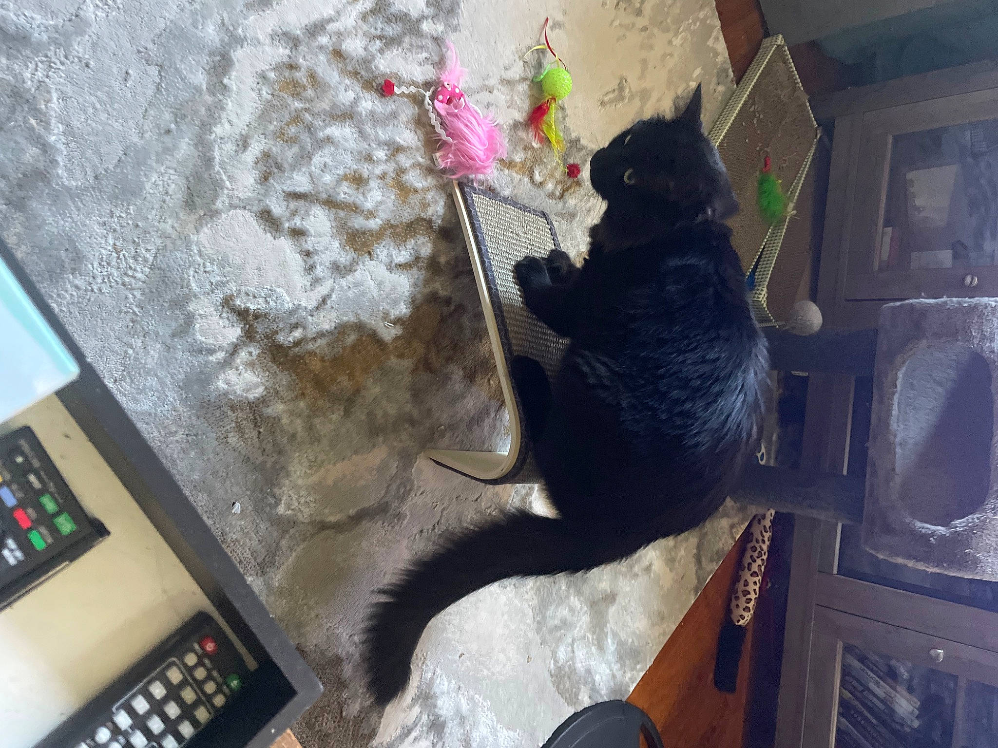 King joined the competition — help win amazing prizes! art, black_cat, carnivore, cat, communication_device, display_device, domestic_short_haired_cat, felidae, fur, gadget, machine, office_equipment, office_supplies, room, small_to_medium_sized_cats, tablet_computer, tail, telephony, visual_arts, whiskers