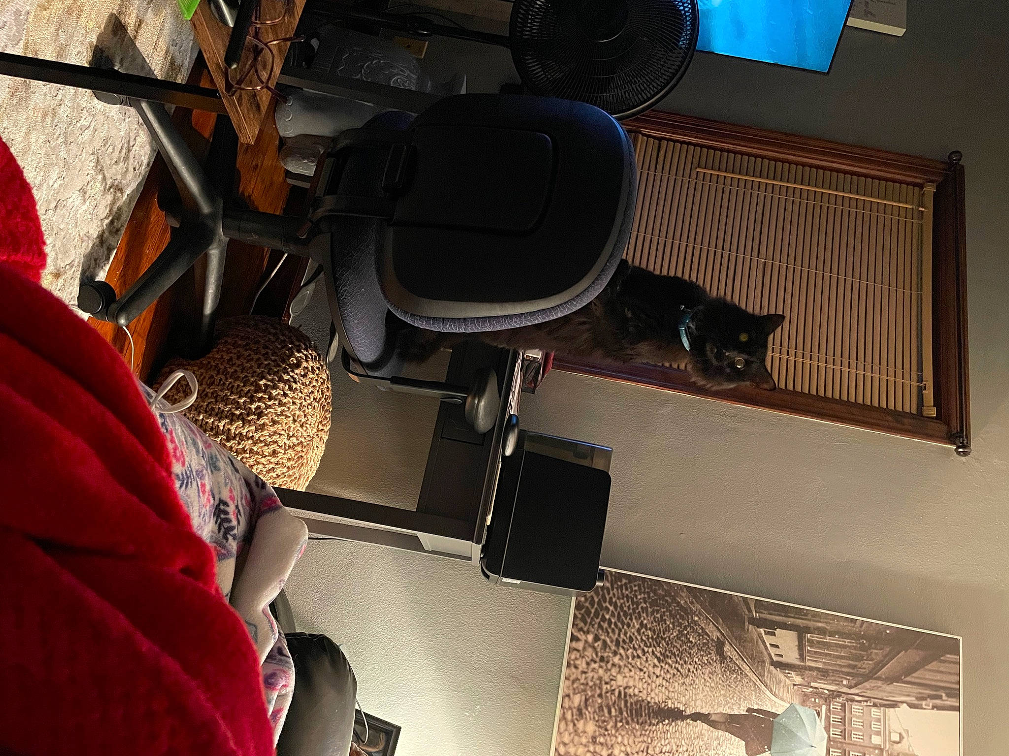 King is registered to the contest to win money with this photo: audio_equipment, automotive_design, carnivore, cat, comfort, cookware_and_bakeware, electronic_instrument, felidae, flooring, hardwood, home_appliance, interior_design, loudspeaker, plant, room, small_to_medium_sized_cats, tints_and_shades, wood