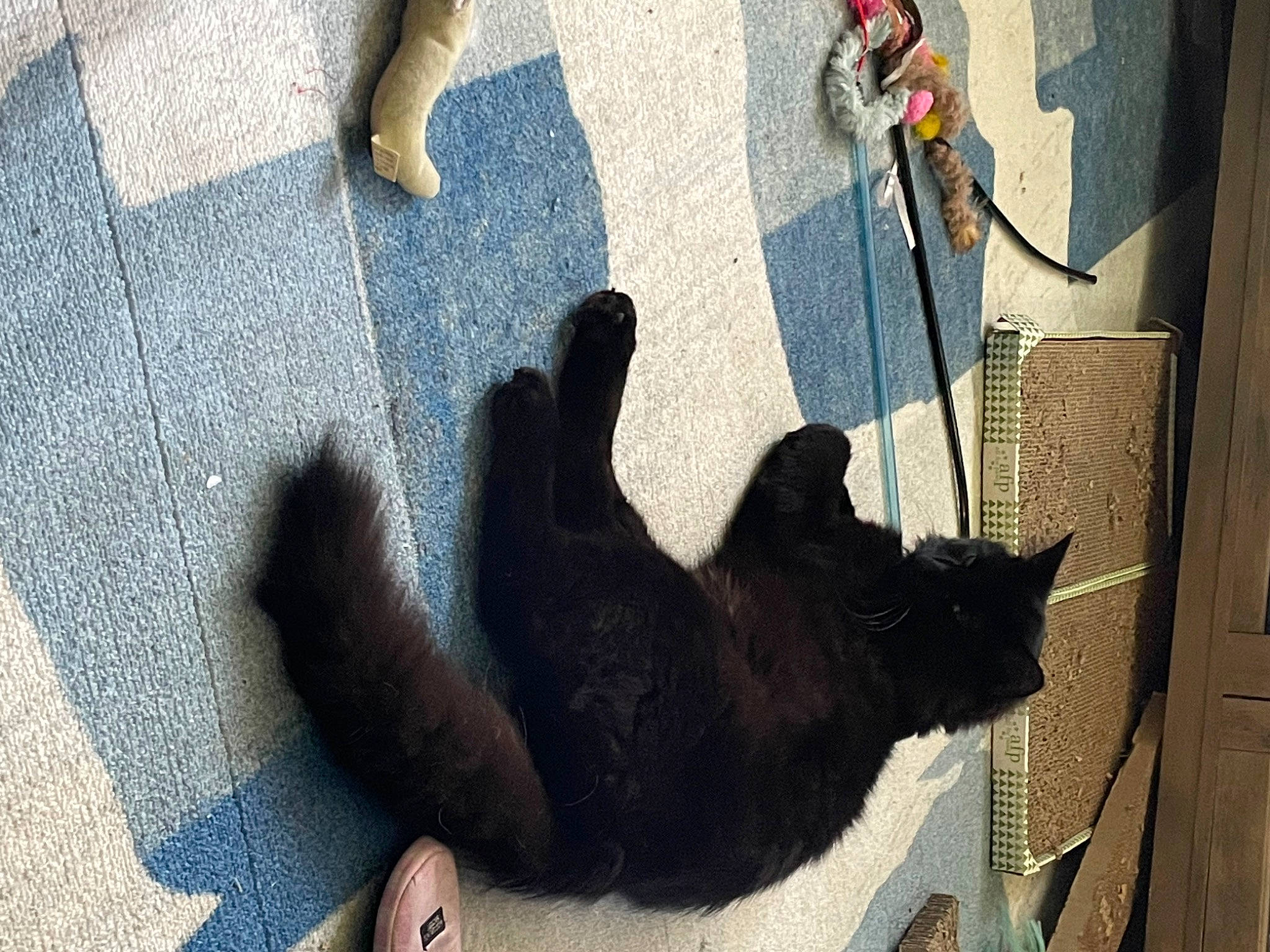 King joined the competition — help win amazing prizes! black, bombay, carnivore, cat, dog_breed, felidae, flooring, foot, gesture, grey, human_leg, mammal, road_surface, small_to_medium_sized_cats, snapshot, snout, tail, tints_and_shades, vertebrate, whiskers