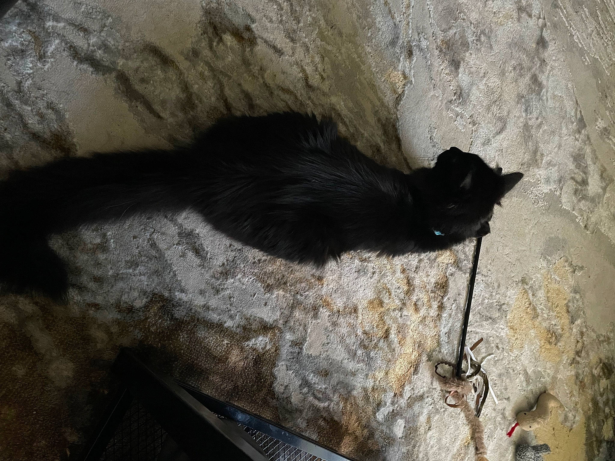 King joined the competition — help win amazing prizes! bedrock, carnivore, cat, concrete, domestic_short_haired_cat, felidae, fur, grey, rock, shadow, small_to_medium_sized_cats, tail, terrestrial_animal, tints_and_shades, whiskers, wood