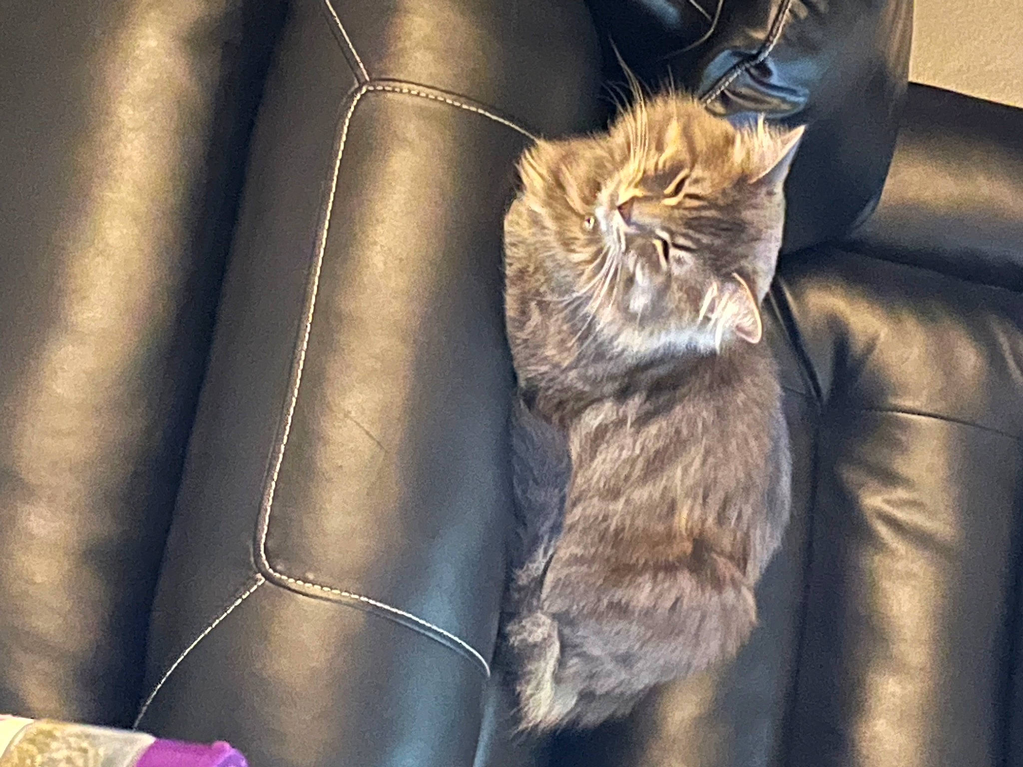 Zeus joined the competition — help win amazing prizes! bag, carnivore, cat, chair, claw, comfort, couch, domestic_short_haired_cat, electric_blue, fawn, felidae, fur, human_leg, lighting, small_to_medium_sized_cats, snout, sporting_group, tail, thigh, whiskers
