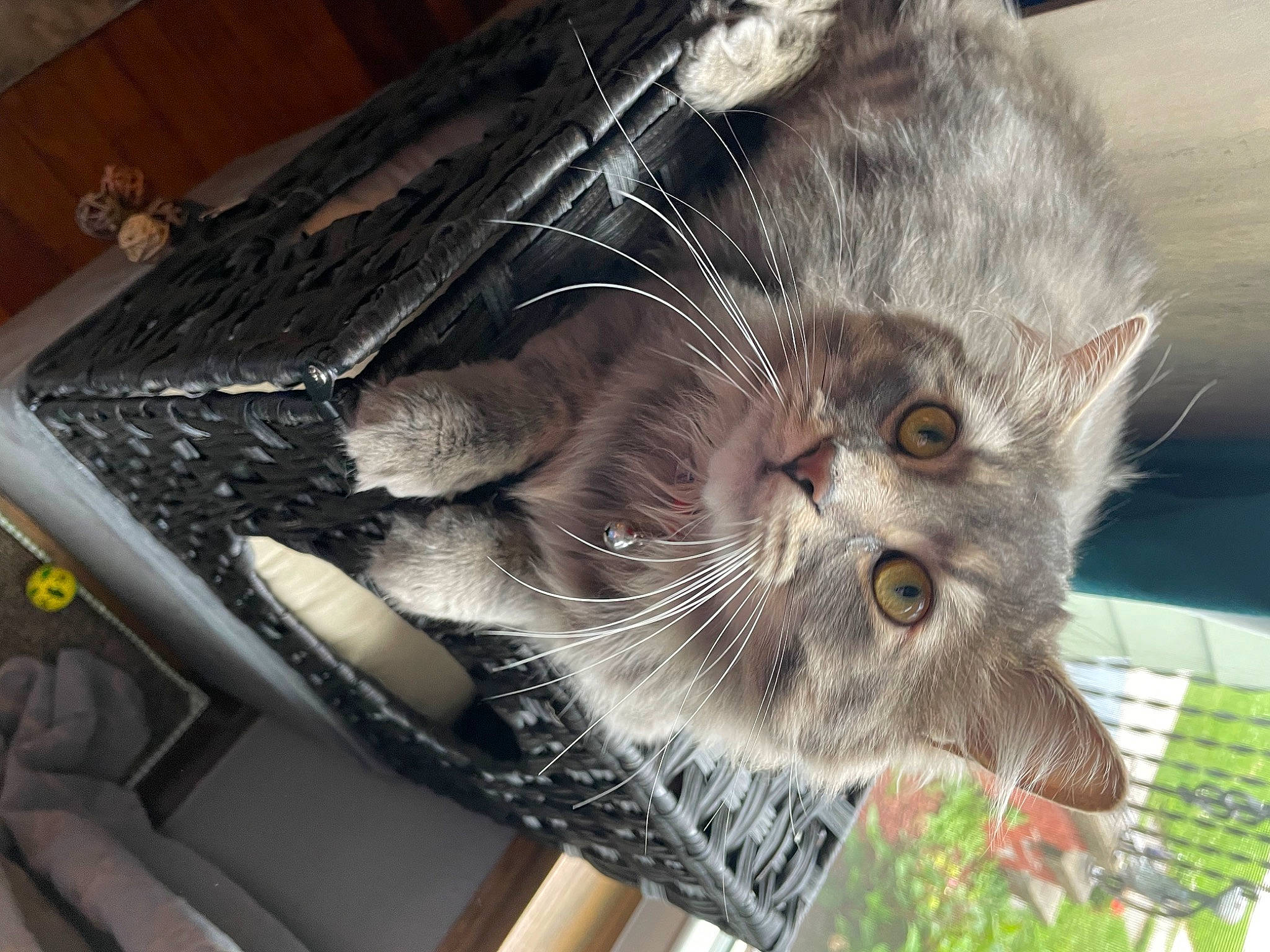 Zeus is registered to the contest to win money with this photo: animal_shelter, carnivore, cat, claw, domestic_short_haired_cat, felidae, fur, plant, small_to_medium_sized_cats, snout, tail, whiskers