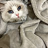 Chanel a rejoint le concours — aidez-le/la à gagner de superbes lots ! cat, blue_eyes, fluffy, white_fur, blanket, cozy, soft, pet, animal, indoor, snug, cute, close_up, fur, resting, comfort, portrait, relaxed, warm, nestled