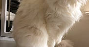 Chanel participe au concours pour gagner de l'argent avec cette photo : appliance, blue_eyes, cat, clean, cream_colored, curious, domestic_animal, feline, fluffy, fur, household, indoor, light, mirror, pet, portrait, sitting, tail, wall, whiskers