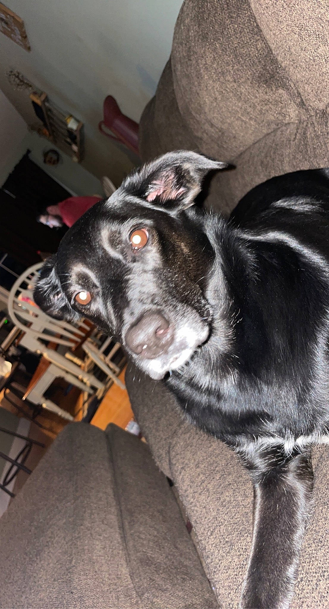 Ellie is registered to the contest to win money with this photo: borador, canidae, carnivore, claw, collar, companion_dog, dog, dog_breed, ear, fawn, fur, guard_dog, leash, non_sporting_group, paw, snout, sporting_group, tail, whiskers, working_animal