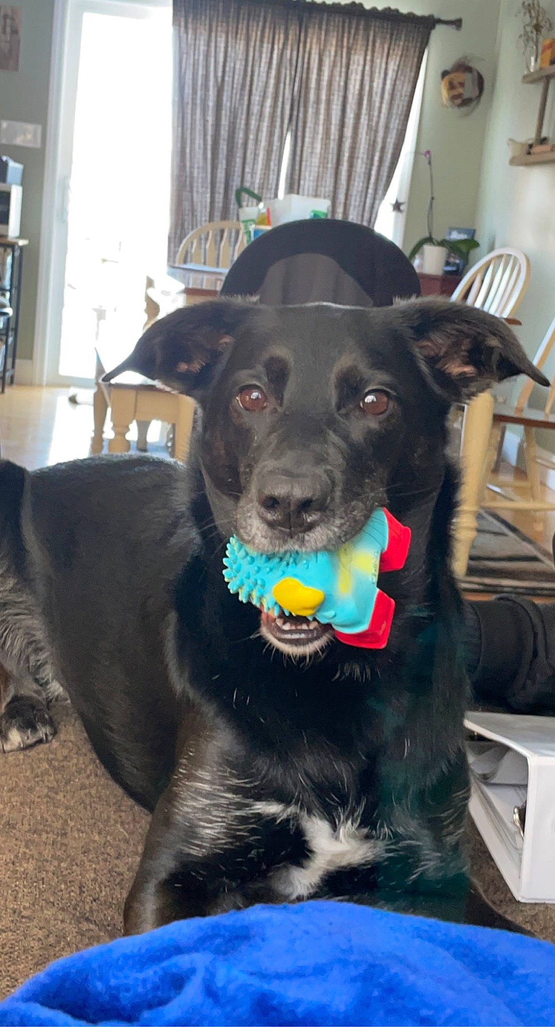 Ellie is registered to the contest to win money with this photo: borador, canidae, carnivore, chair, collar, companion_dog, dog, dog_breed, dog_collar, fawn, flooring, fur, guard_dog, paw, snout, sporting_group, tail, whiskers, window, working_animal