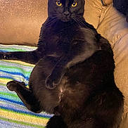 Zeus is registered to the contest to win money with this photo: cat, black_cat, pet, animal, feline, yellow_eyes, couch, blanket, striped_blanket, indoor, relaxed, sitting, fur, whiskers, ears, paw, tail, domestic_animal, cozy, home