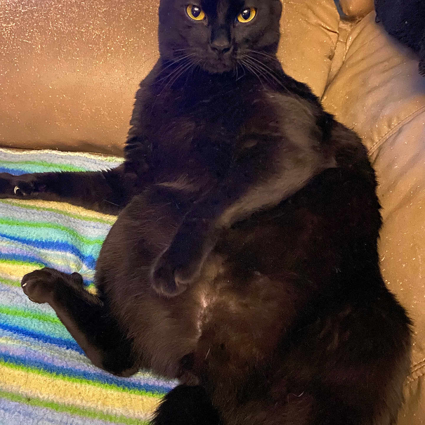 Zeus