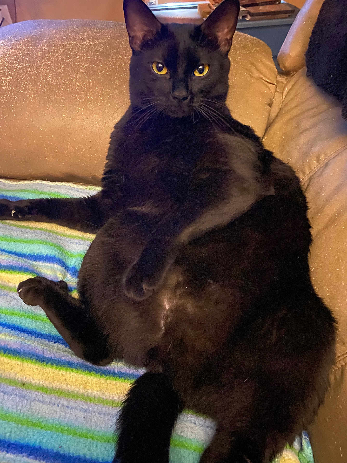 Zeus