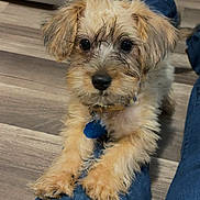 Cash joined the competition — help win amazing prizes! adorable, animal, brown, collar, cute, denim, dog, domestic, floor, fluffy, fur, indoor, legs, looking, pet, portrait, puppy, small, tag, young