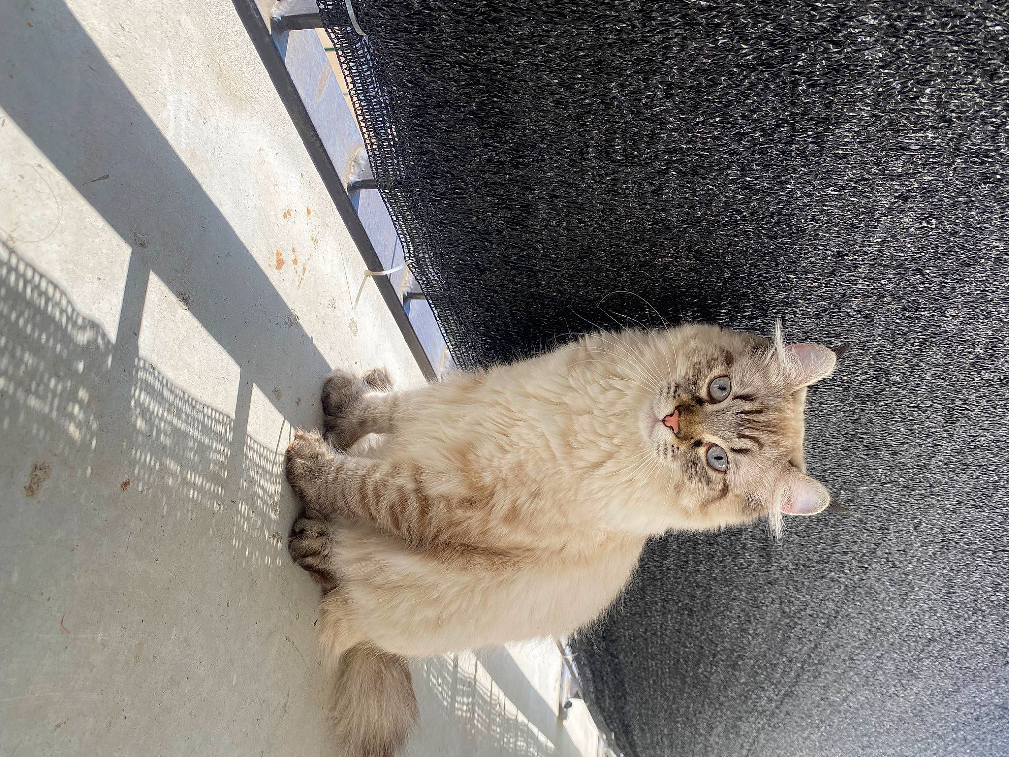 Raya participe au concours pour gagner de l'argent avec cette photo : asphalt, canidae, carnivore, cat, claw, domestic_short_haired_cat, fawn, felidae, fur, paw, road_surface, small_to_medium_sized_cats, snout, tail, vehicle, whiskers, window