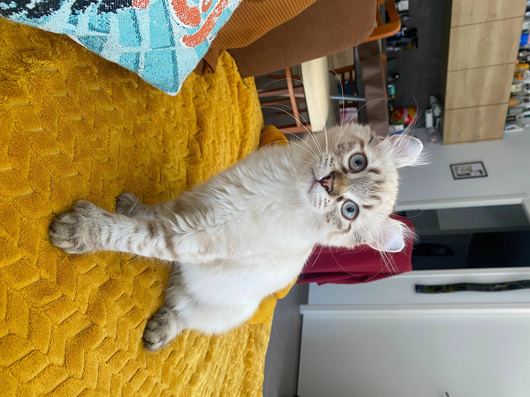 Raya participe au concours pour gagner de l'argent avec cette photo : bed, carnivore, cat, companion_dog, domestic_short_haired_cat, fawn, felidae, fur, glasses, paw, plush, room, shelf, small_to_medium_sized_cats, stuffed_toy, tail, toy, whiskers, wing, wood