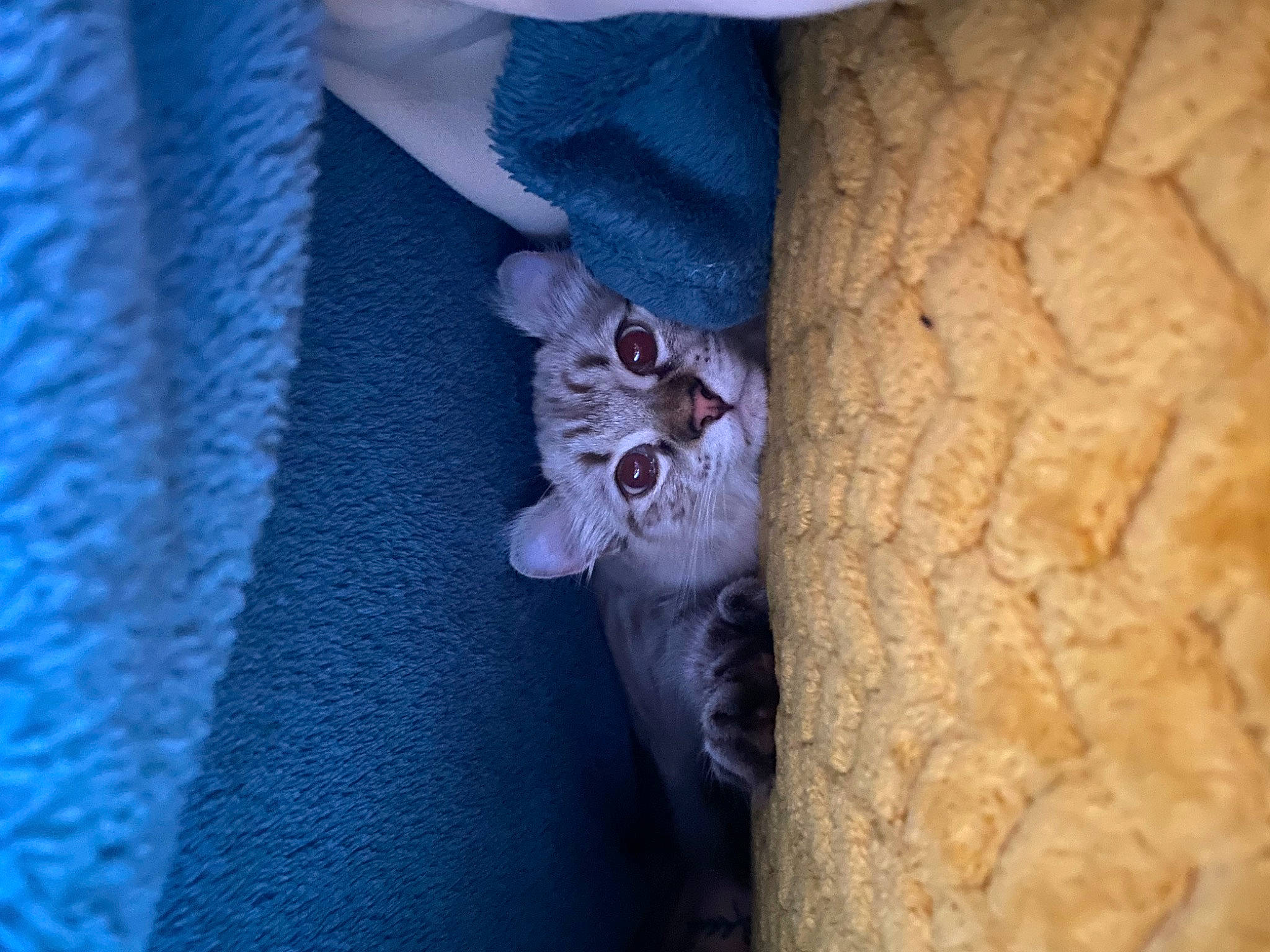 Raya a rejoint le concours — aidez-le/la à gagner de superbes lots ! blazer, button, carnivore, cat, close_up, collar, denim, dress_shirt, electric_blue, felidae, formal_wear, fur, grey, sleeve, small_to_medium_sized_cats, suit, terrestrial_animal, whiskers, wood, wrinkle