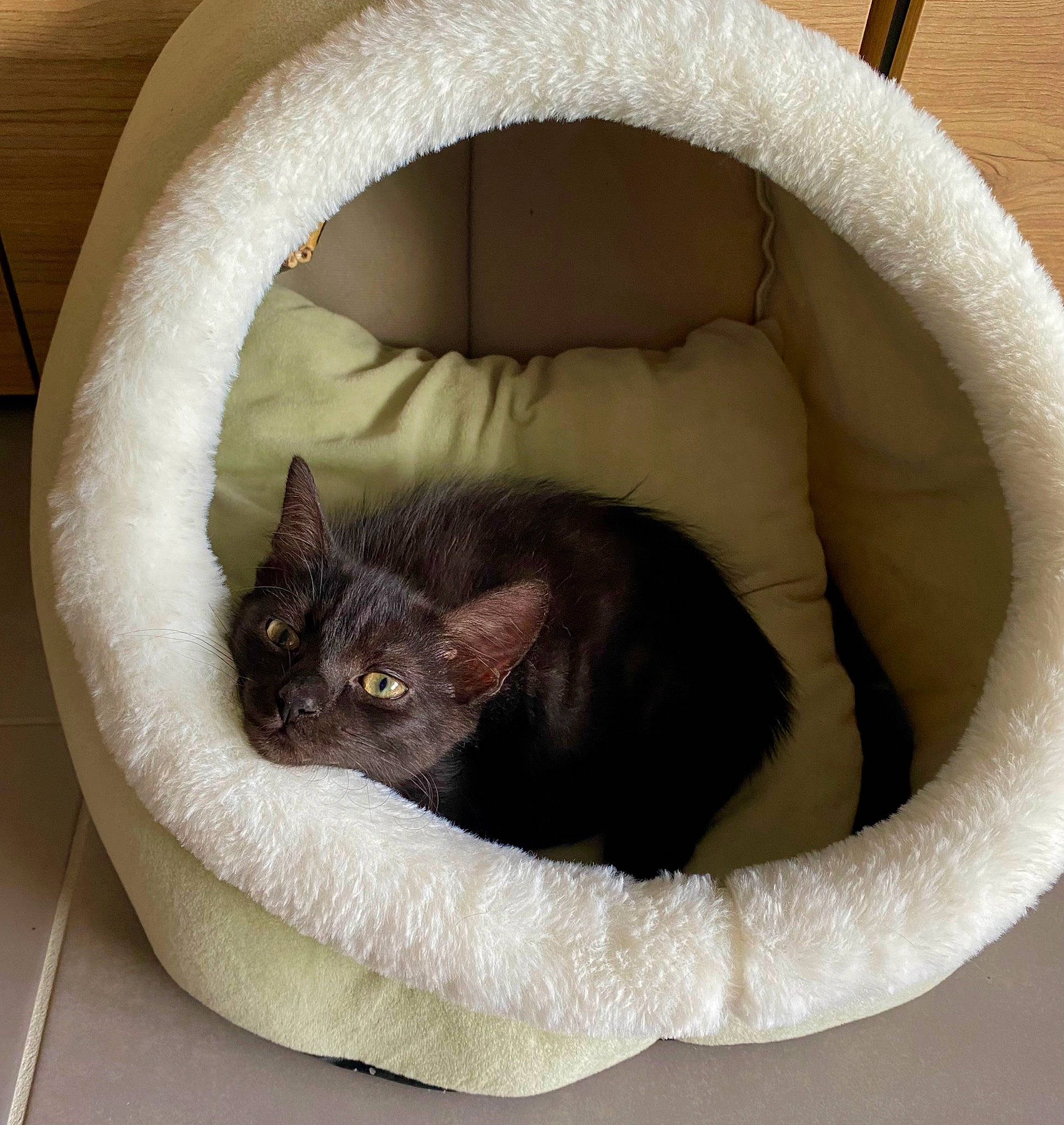 Rocky a rejoint le concours — aidez-le/la à gagner de superbes lots ! bag, bed, carnivore, cat, cat_bed, cat_furniture, cat_supply, chair, comfort, couch, domestic_short_haired_cat, fawn, felidae, fur, grey, pet_supply, small_to_medium_sized_cats, tail, whiskers, window