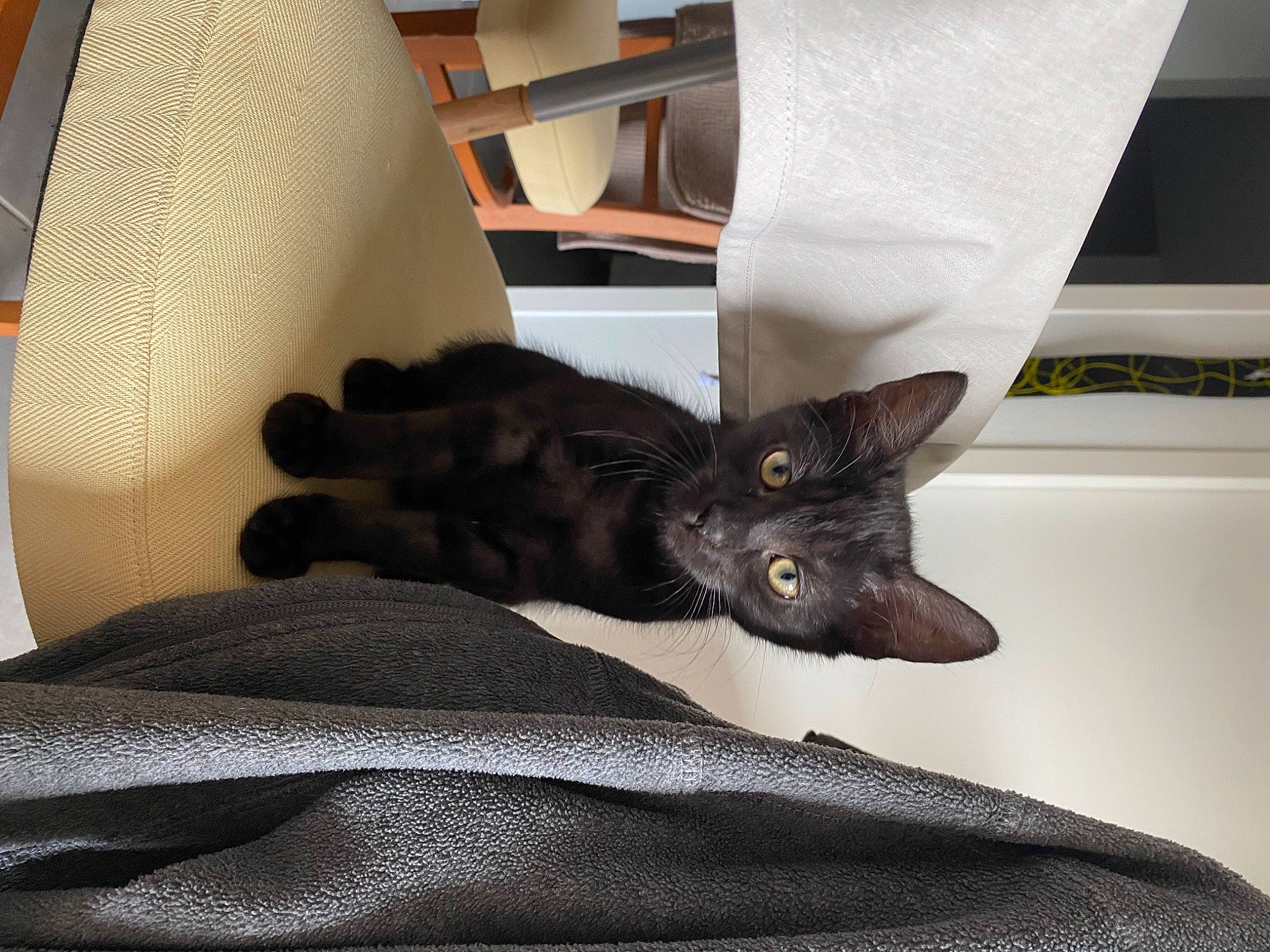 Rocky participe au concours pour gagner de l'argent avec cette photo : bed, black_cat, bombay, bookcase, carnivore, cat, cat_supply, comfort, couch, domestic_short_haired_cat, felidae, fur, grey, lamp, room, shelf, small_to_medium_sized_cats, tail, whiskers, wood