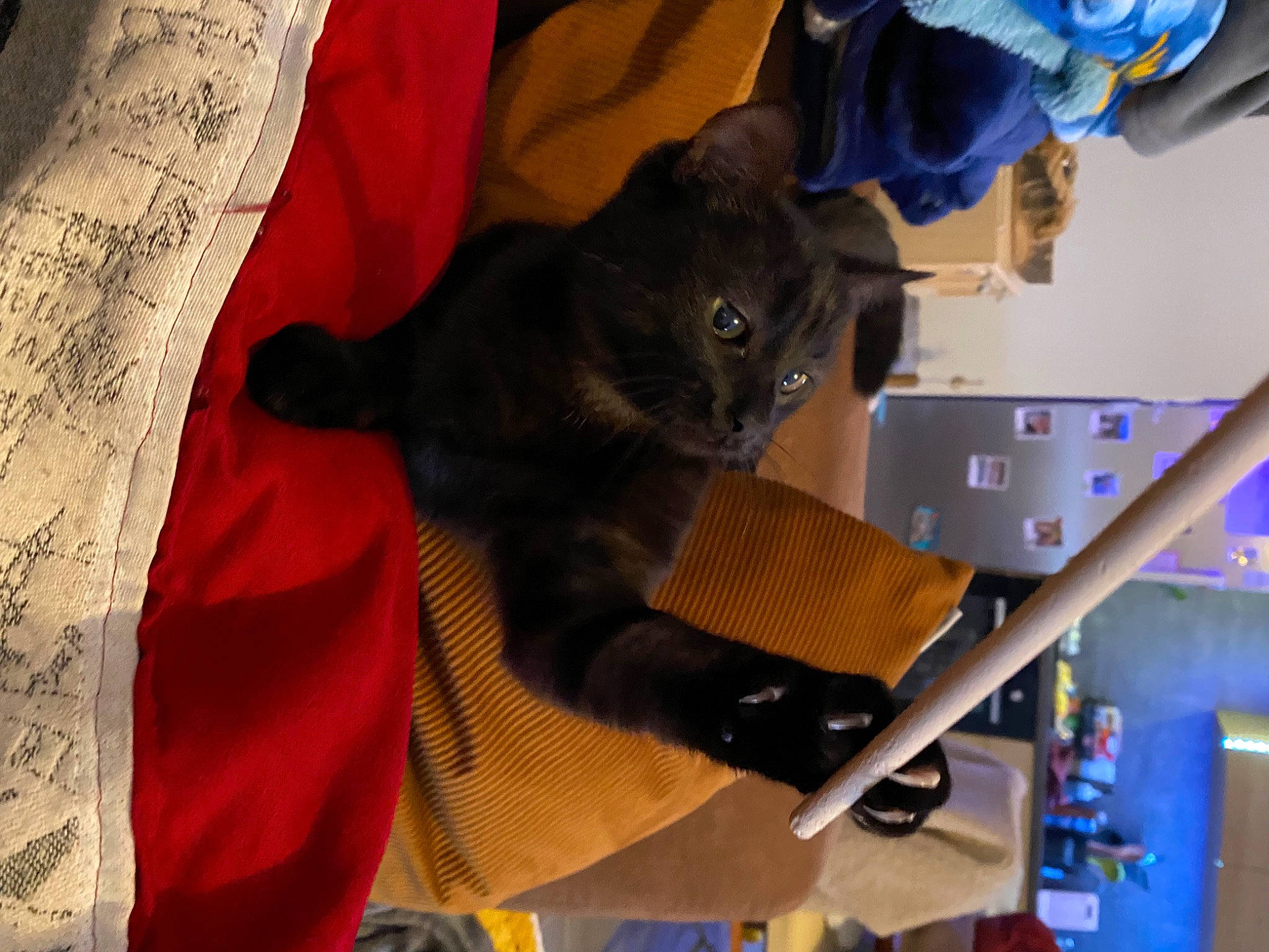 Rocky participe au concours pour gagner de l'argent avec cette photo : carmine, carnivore, cat, comfort, domestic_short_haired_cat, electric_blue, felidae, fur, linens, room, small_to_medium_sized_cats, tail, whiskers