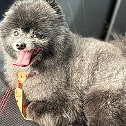 Freeway is registered to the contest to win money with this photo: animal, black_dog, canine, car_seat, closeup, collar, companion, cute, dog, domestic_animal, fluffy, fur, happy, indoor, leisure, pet, portrait, relaxed, smiling, tongue_out