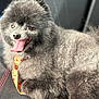 animal, black_dog, canine, car_seat, closeup, collar, companion, cute, dog, domestic_animal, fluffy, fur, happy, indoor, leisure, pet, portrait, relaxed, smiling, tongue_out