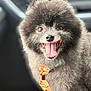 Freeway is registered to the contest to win money with this photo: animal, bow_tie, car, close_up, companion, cute, dog, domestic, fluffy, friendly, fur, happy, indoor, mammal, pet, playful, pomeranian, seat, smiling, tongue_out