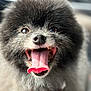 Freeway joined the competition — help win amazing prizes! animal, black_fur, bright, canine, close_up, cute, dog, domestic_animal, eyes, face, friendly, furry, happy, nose, outdoor, pet, portrait, smiling, tongue, tongue_out
