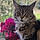 Minette