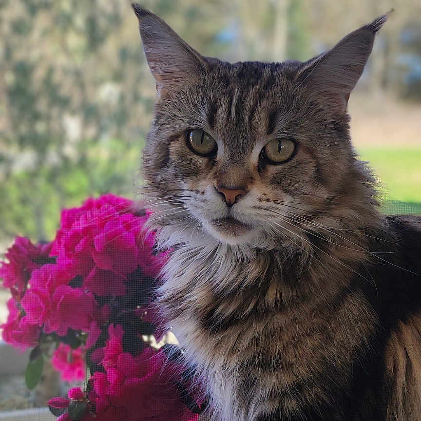 Minette a rejoint le concours — aidez-le/la à gagner de superbes lots ! animal, cat, closeup, curious, daylight, feline, flower_pot, fluffy, greenery, houseplant, indoor, nature, outdoor, pet, pink_flowers, portrait, sky, tabby, tree, windowsill