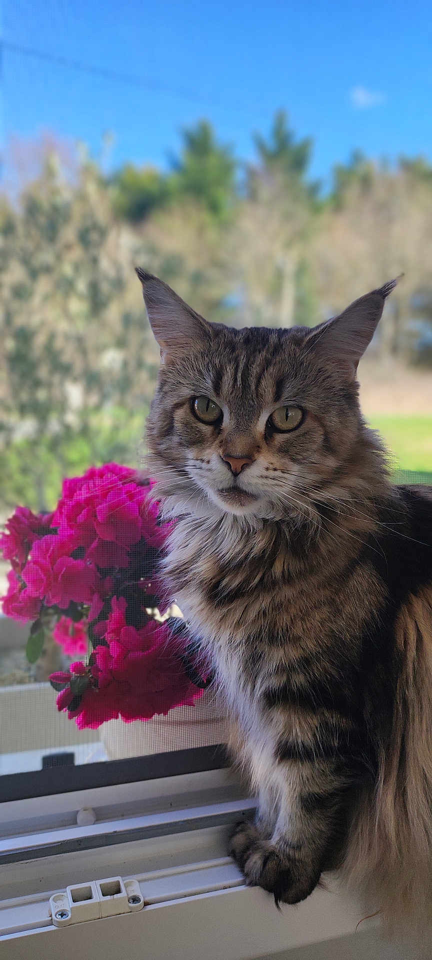 Minette