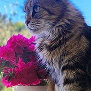Minette participe au concours pour gagner de l'argent avec cette photo : cat, tabby, fluffy, window, flowers, pink_flowers, blue_sky, pets, animal, domestic_cat, fur, whiskers, outdoor_view, nature, plant_pot, windowsill, side_profile, curious, indoor, closeup