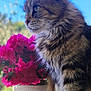 cat, tabby, fluffy, window, flowers, pink_flowers, blue_sky, pets, animal, domestic_cat, fur, whiskers, outdoor_view, nature, plant_pot, windowsill, side_profile, curious, indoor, closeup