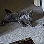 animal, carpet, cat, collar, cozy, curious, domestic, doorway, feline, floor, furniture, gray_cat, green_eyes, home, indoor, laying_down, pet, resting, shadow, soft_light
