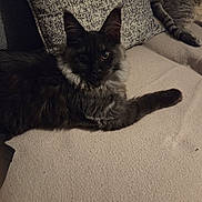 Altesse a rejoint le concours — aidez-le/la à gagner de superbes lots ! cat, cats, couch, pillows, furniture, indoor, pet, animal, resting, relaxing, fur, domestic_animal, cozy, home, living_room, two_animals, curious, sleeping, texture, soft