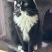 Goose is registered to the contest to win money with this photo: alert, animal, black_and_white, cat, cat_tree, closeup, curious, cute, domestic, feline, fluffy, fur, green_eyes, household, indoor, paws, pet, resting, sitting, whiskers