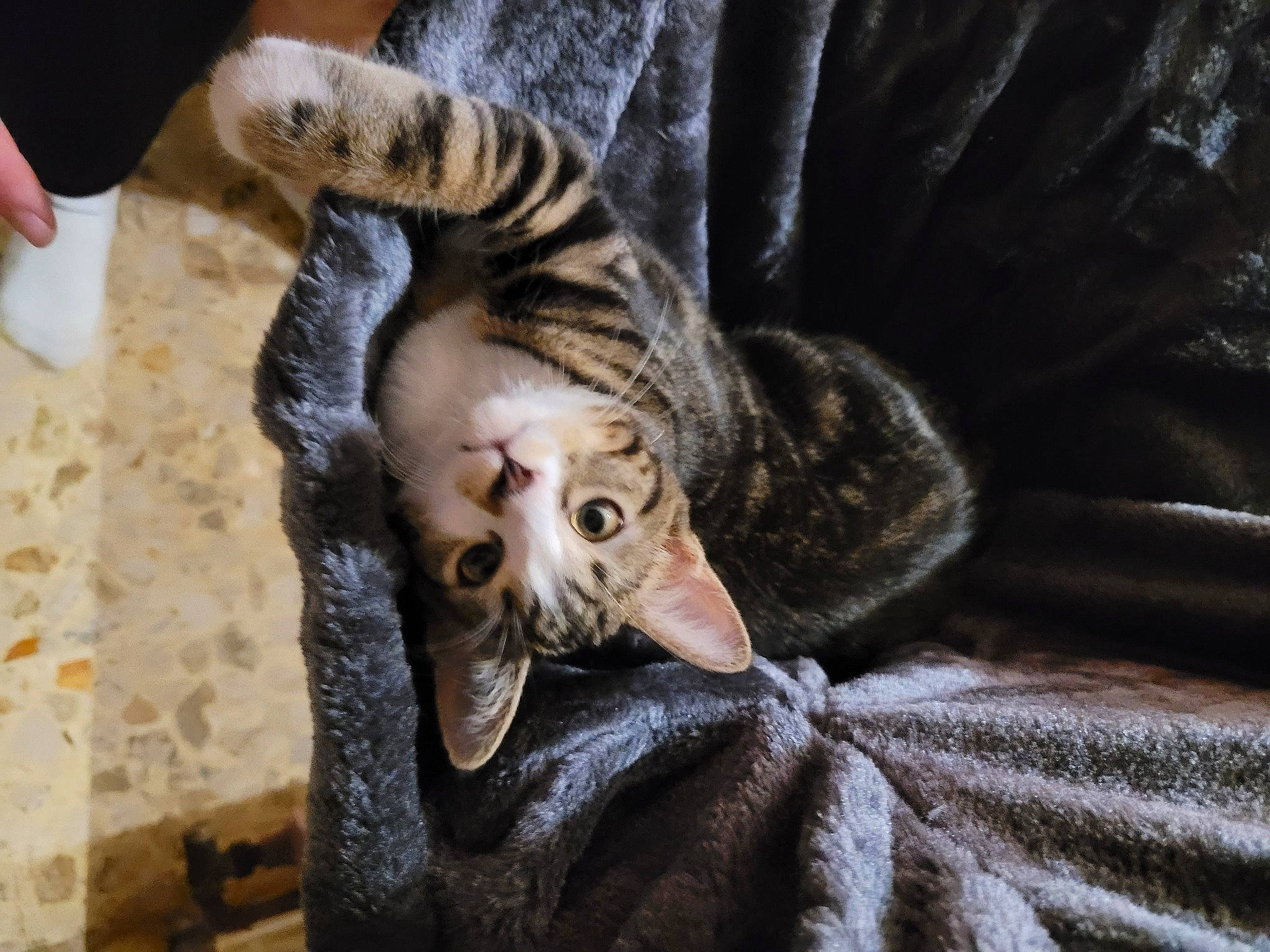 Simba participe au concours pour gagner de l'argent avec cette photo : bengal_tiger, canidae, carnivore, cat, claw, comfort, domestic_short_haired_cat, fawn, felidae, fur, nap, paw, small_to_medium_sized_cats, snout, sporting_group, tail, terrestrial_animal, whiskers, wildlife